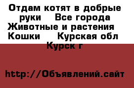 Отдам котят в добрые руки. - Все города Животные и растения » Кошки   . Курская обл.,Курск г.